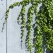 Jak uprawiać zimozielony żywopłot z bluszczu hedera helix na ogrodzeniu