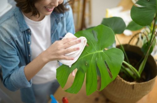 Poradnik pielęgnacji roślin w domu - jak utrzymać doniczkowe piękności w doskonałej kondycji