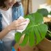 Poradnik pielęgnacji roślin w domu - jak utrzymać doniczkowe piękności w doskonałej kondycji