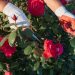 Jak uprawiać i dbać o różane rabaty w Twoim ogrodzie – przewodnik po sadzeniu i pielęgnacji popularnych odmian róż