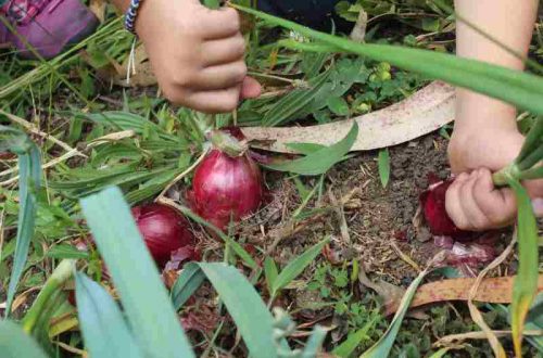 Uprawa czerwonej cebuli w ogrodowych grządkach