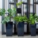 Oto 15 idealnych roślin pokojowych do umieszczania na parapecie okiennym
