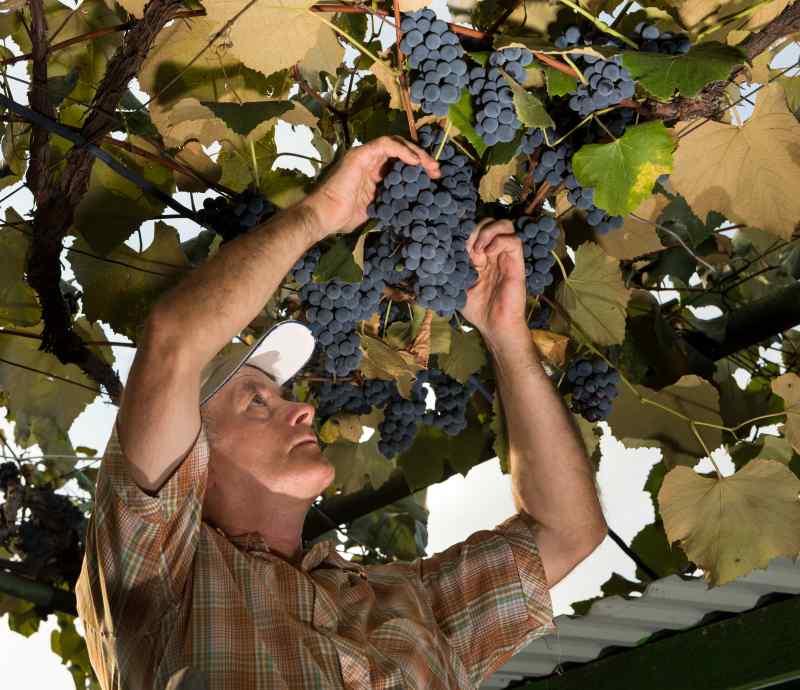 Odmiany winorośli do własnego sadu - wybór i sadzenie roślin winogronowych