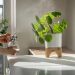 Idealne rośliny do łazienki – jakie kwiaty doniczkowe wybrać
