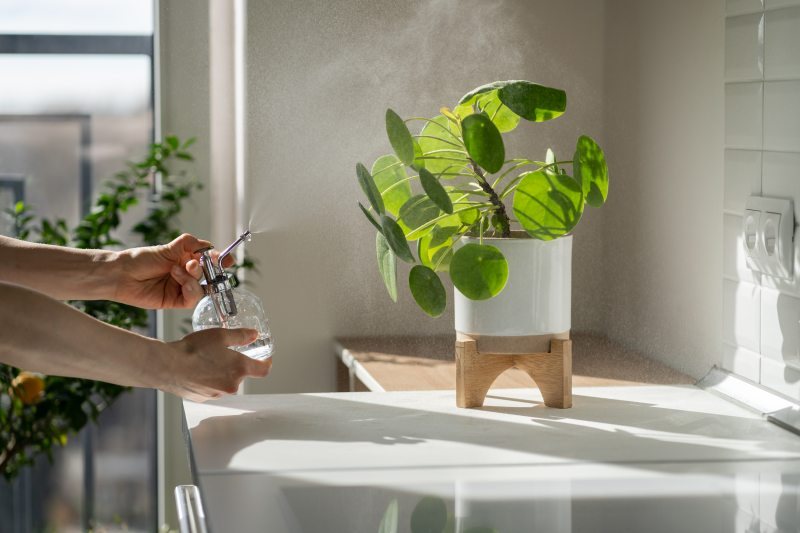 Idealne rośliny do łazienki – jakie kwiaty doniczkowe wybrać