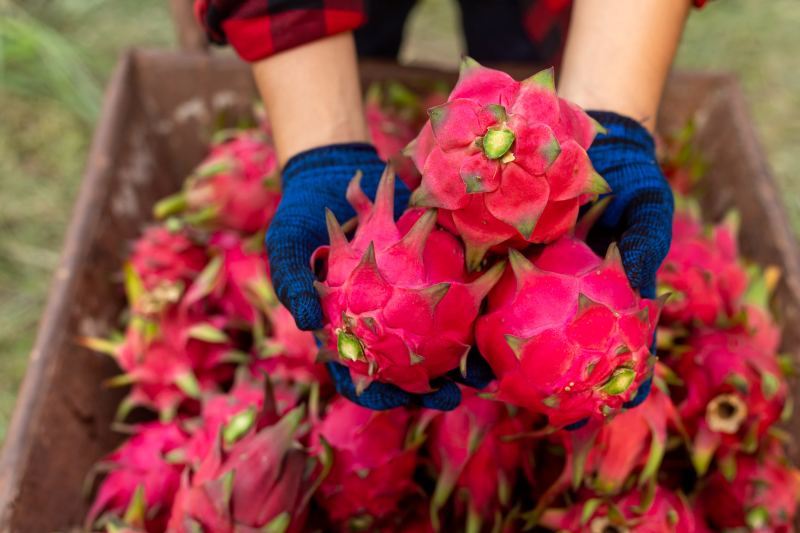 10 Wyjątkowo Pięknych Variet Rododendronów Idealnych do Twojego Ogrodu – Przegląd Odmian Aktualne Ceny Drewna Opałowego i Konstrukcyjnego – Analiza Rynku w Listopadzie 2023