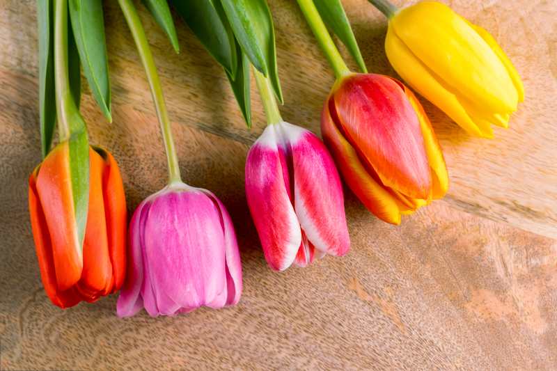 Różnorodność tulipanów - zestawienie odmian i ich charakterystyka