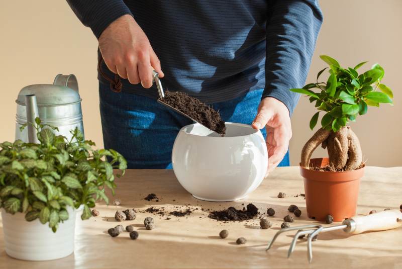 Naturalne metody nawożenia roślin doniczkowych – wykorzystanie skorupek jaj i fusów kawy oraz innych domowych produktów